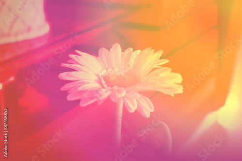 flower in blurred background with vintage effect.