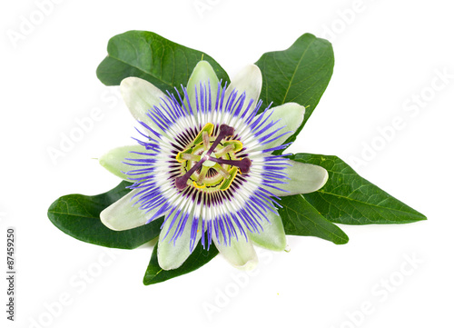 Fototapeta Naklejka Na Ścianę i Meble -  passion flower isolated on white
