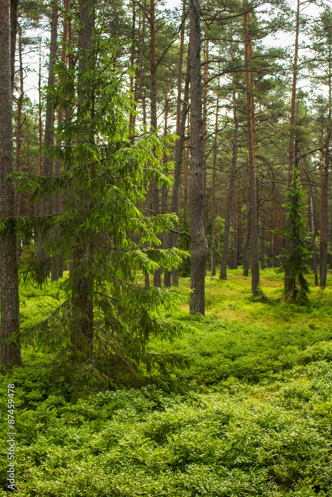 Obraz premium Forest