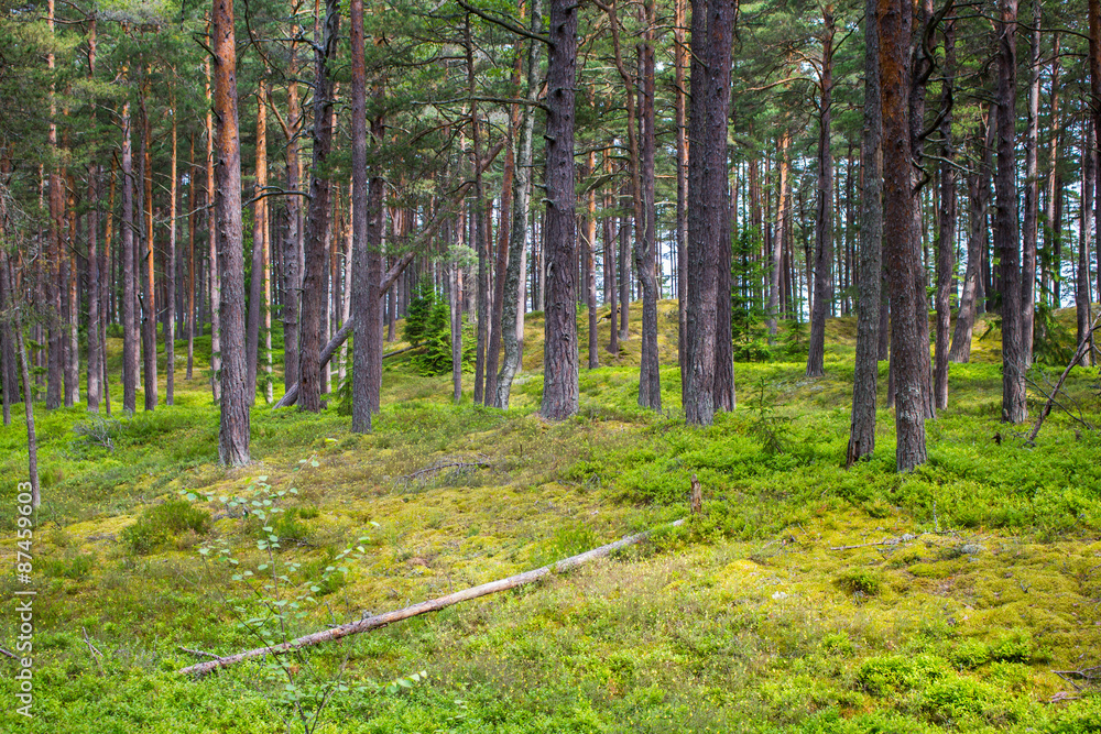 Obraz premium Forest