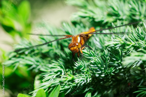 dragonfly photo