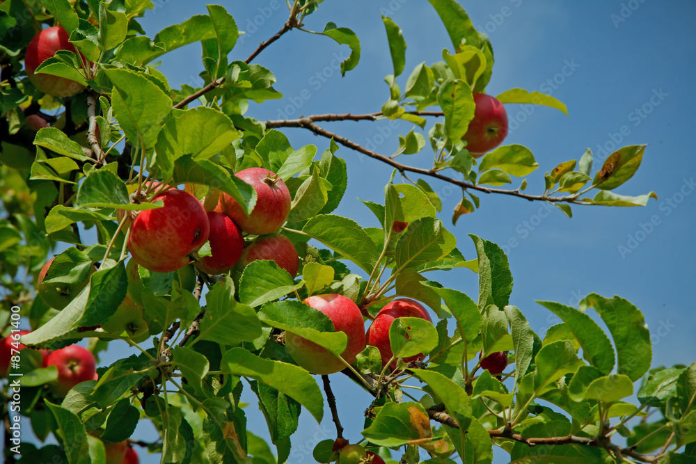 Pink green apples in sunny day on a tree