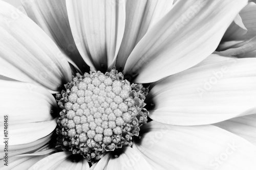 Fototapeta Naklejka Na Ścianę i Meble -  Monochrome Daisy Flower White Carpels Close up