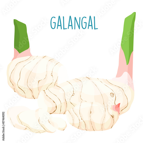 fresh galangal root on with background vector