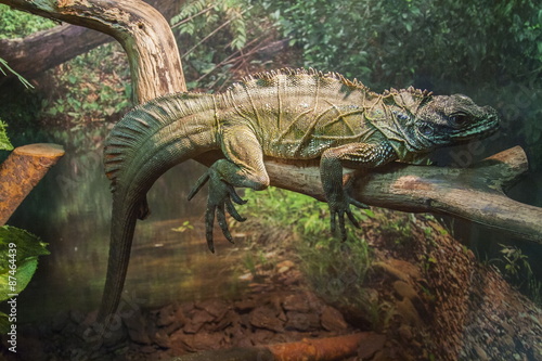 Grey lizard in the Moscow zoo