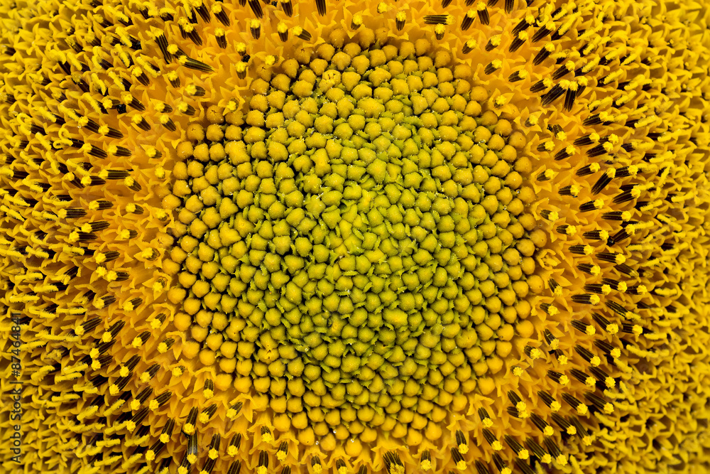 Sunflower close-up. Sunflower close-up.