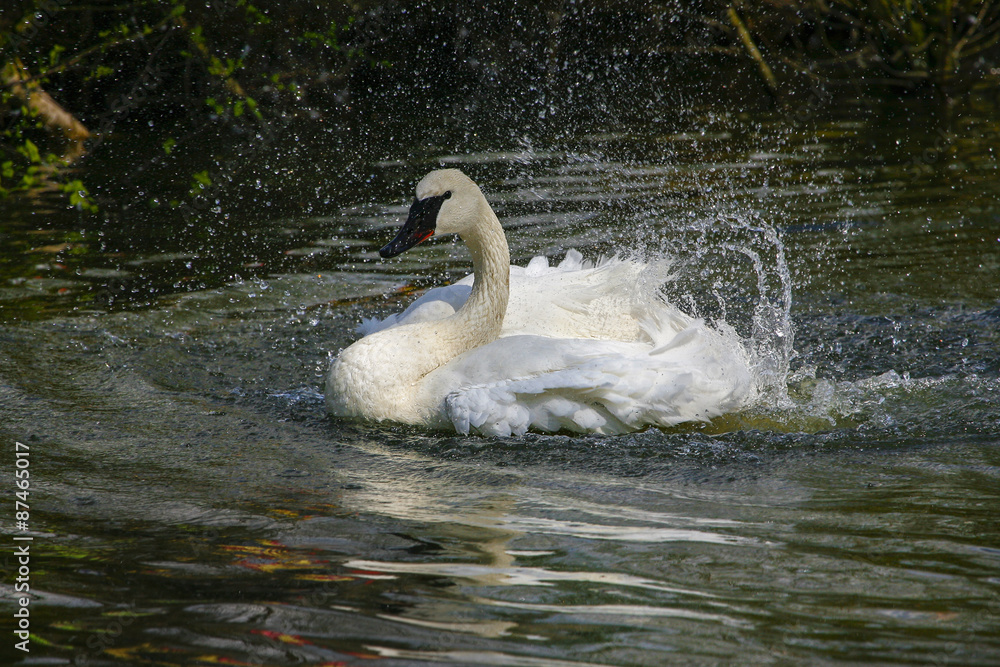 Fototapeta premium Zwaan spetterd in het water.