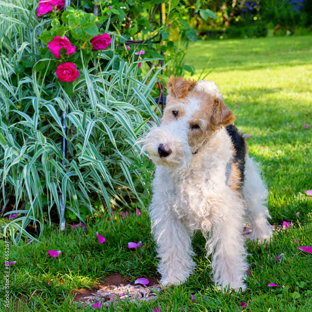 Wire Fox Terrier Photos | Adobe Stock