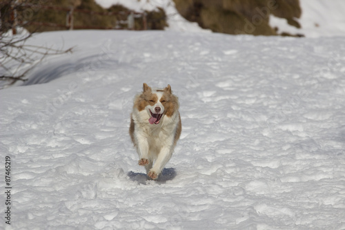 Australian Shepherd Dog running in snow © fabriziomalisan