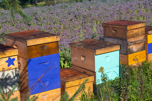 Farm Beehives