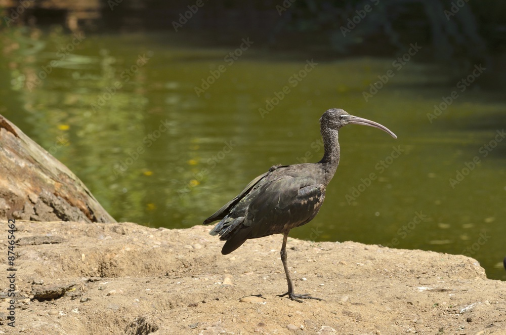 Fototapeta premium Black bird