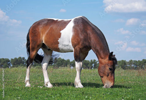 Pinto horse grazes on the meadow © goldika