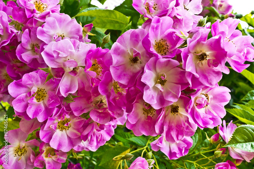 Cluster of pink dog rose flowers.