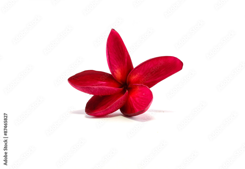 Red flower isolated on white background Red flower isolated on white background