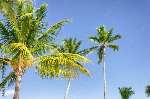 Coconut trees next to the beach at the atlantic ocean