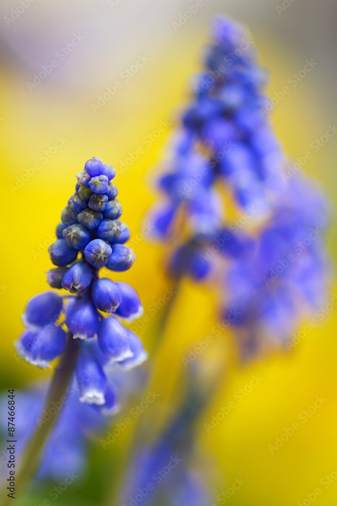 fiori di muscari fiori di muscari