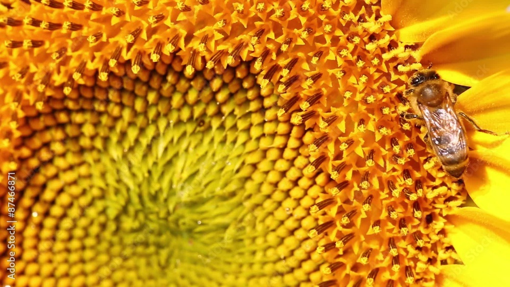 Bee Collects Pollen In The Sunflower Bee Collects Pollen In The Sunflower