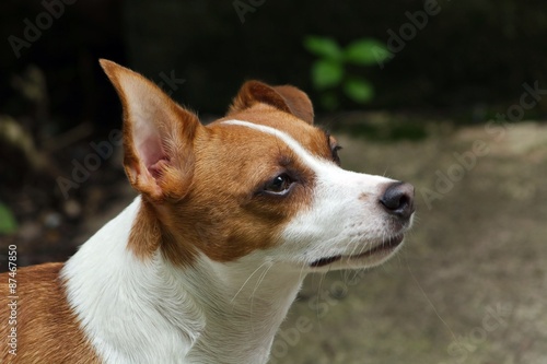 Jack Russell Terrier Dog Looking into the Air © shauna22686