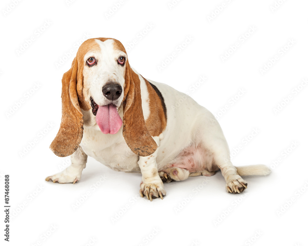 Adult Basset Hound Breed Dog