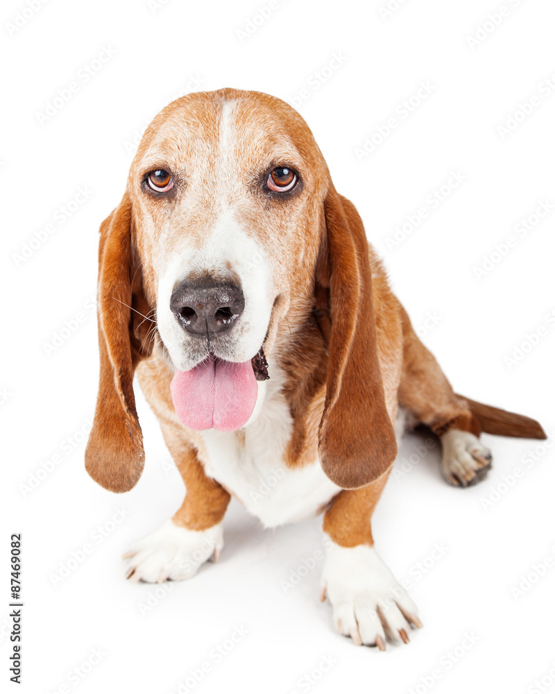 Basset Hound Dog Happy Expression