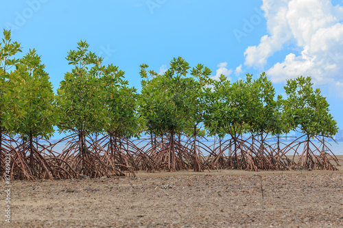Mangrove trees on the beauty beach
