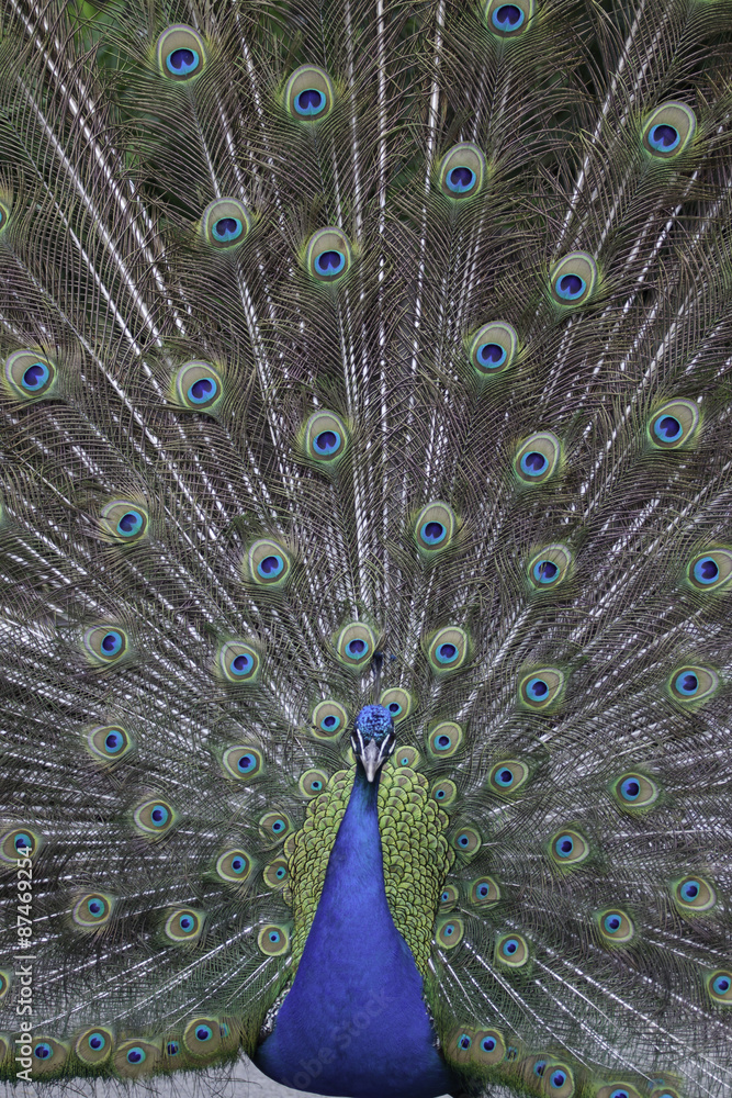 Naklejka premium peacock