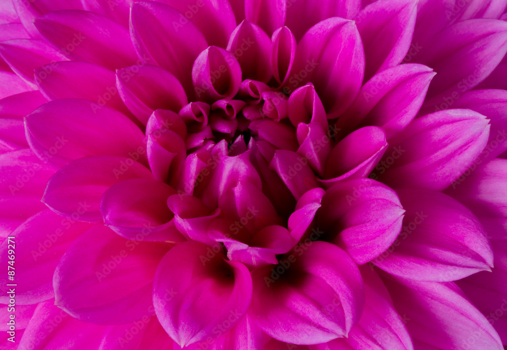 Pink chrysanthemum macro Pink chrysanthemum macro