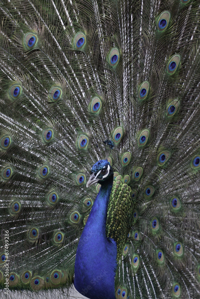 Fototapeta premium peacock