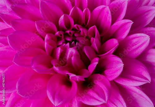 Pink chrysanthemum macro