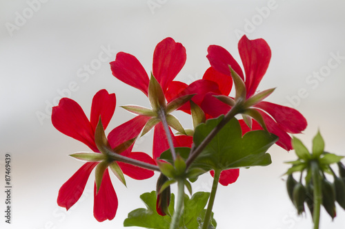 Fototapeta Naklejka Na Ścianę i Meble -  geranium in the garden
