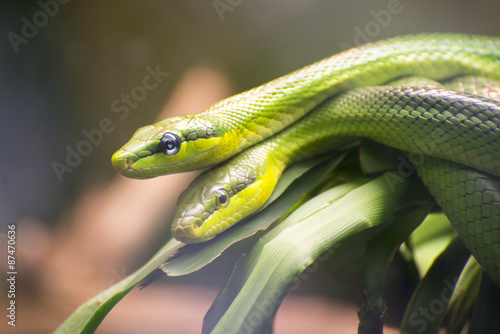 Two Red-tailed Green Ratsnakes