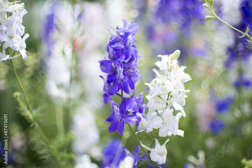 Purple and white flower macro