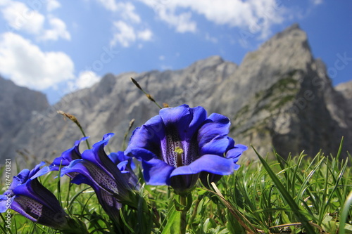 Gentian flower (Enzian) on alpine background