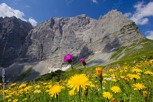 Flower field in front of massive karwendel mountain formations photo