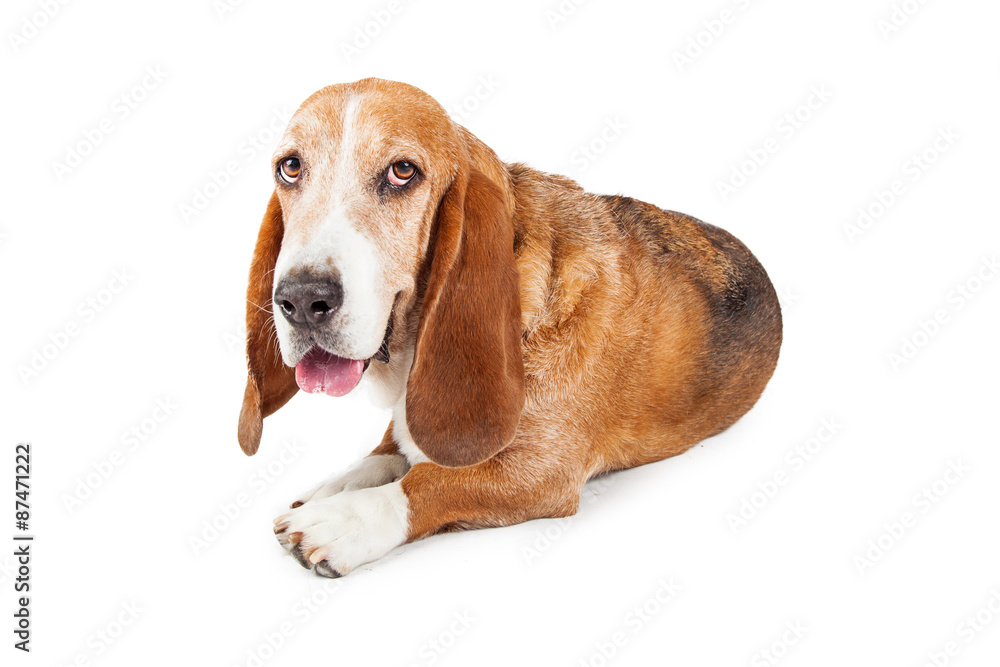 Tired Basset Hound Dog Laying
