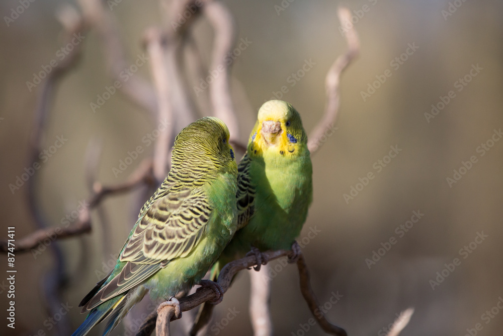 Fototapeta premium Two budgies playing - Stock image