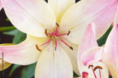 Pink Lilies Flowerst, Beautiful, Delicate and Scented Flowers