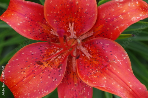Full blooming of deep red asiatic lily in flower garden.