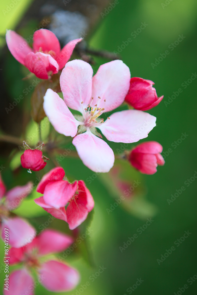 Obraz premium Beautiful apple tree flowers