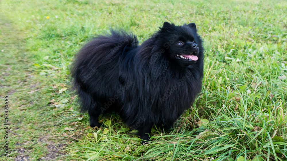 pomeranian dog german spitz outdoor pomeranian dog german spitz outdoor