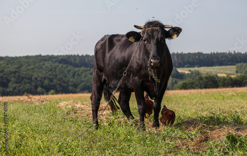 .cow on summer green field