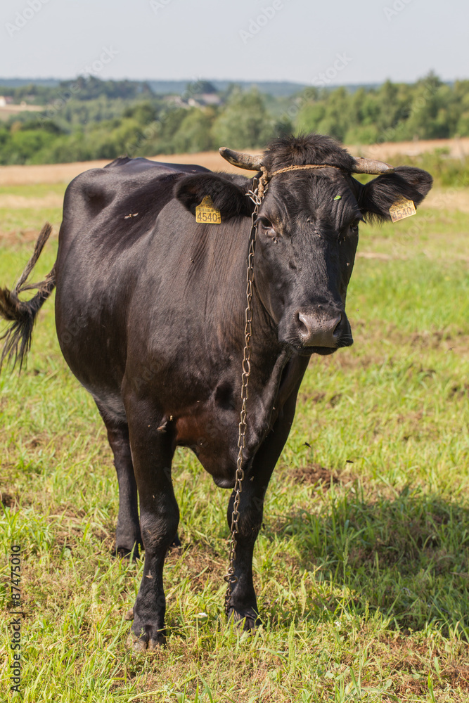 .cow on summer green field .cow on summer green field