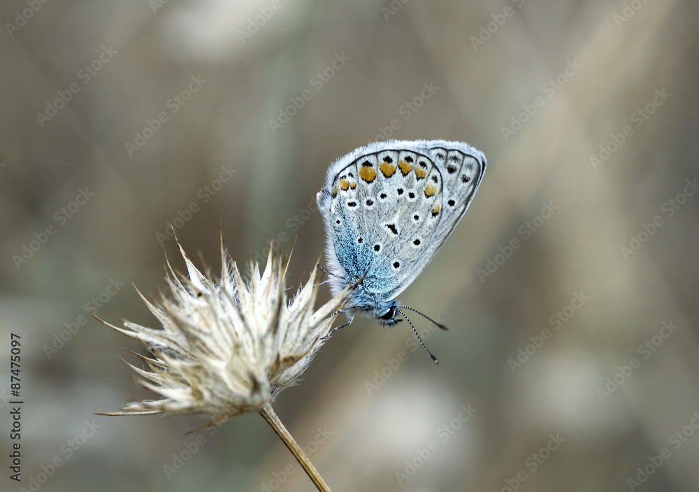 Fototapeta premium Kelebek