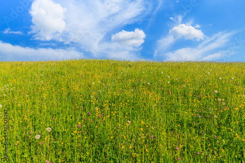 Yellow flowers on green meadow with white clouds on blue sky, Tatra Mountains, Poland