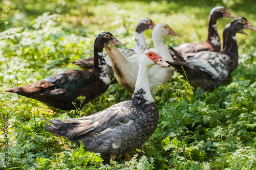 village farm ducks on the wild grass