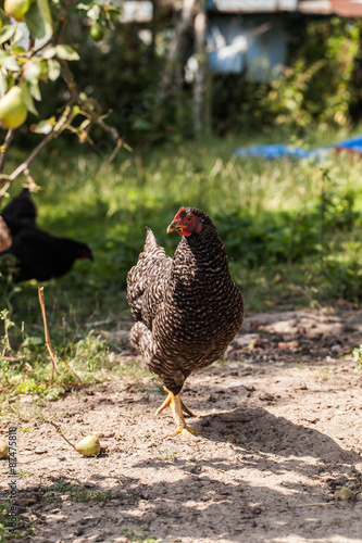 egg-laying hens in the yard