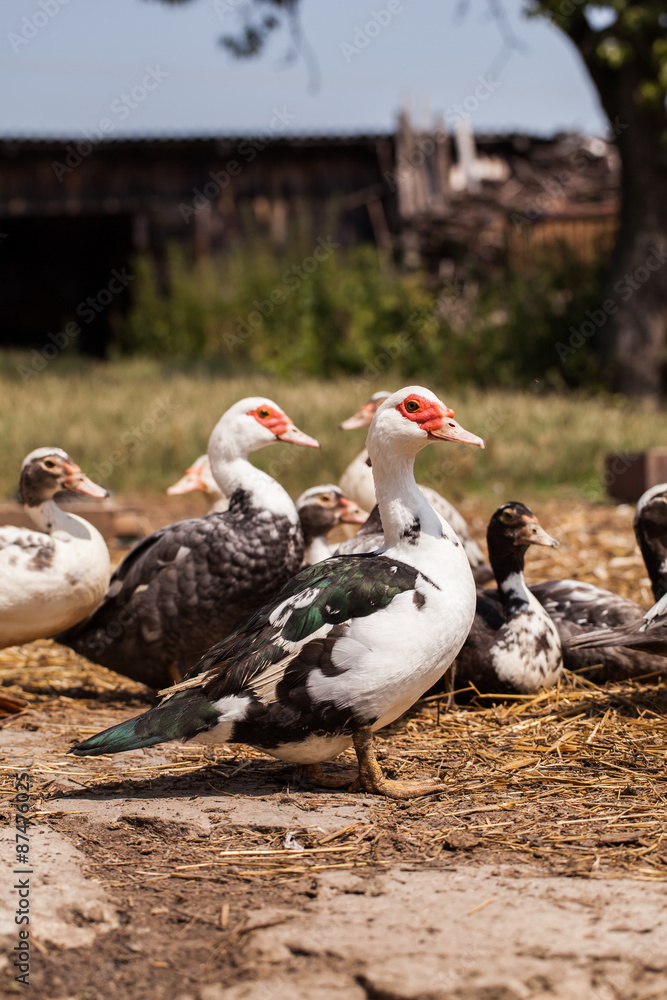 village farm ducks on the wild grass village farm ducks on the wild grass