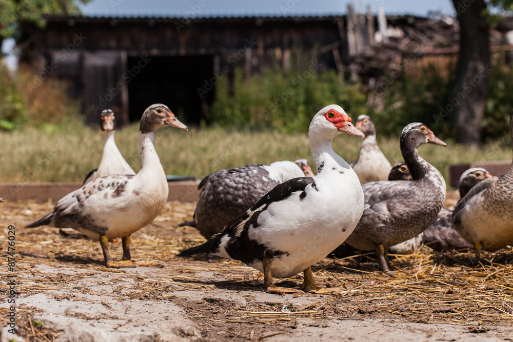 village farm ducks on the wild grass