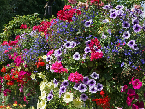 Fototapeta Naklejka Na Ścianę i Meble -  petunias and geraniums in hanging floral baskets