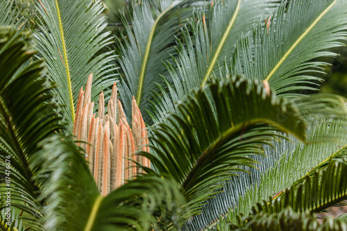 close up of cycad leaves photo